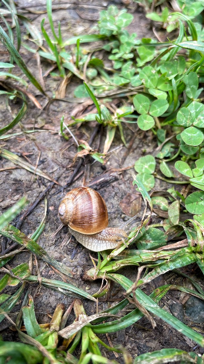 Although we encounter snails quite often, we find them incredibly beautiful. So, we couldn't resist capturing this moment as it gracefully glides through the grass. 🐌✨ 

#Nature #Snails #Beauty #GracefulMovements #Naturelovers #NaturePhotography