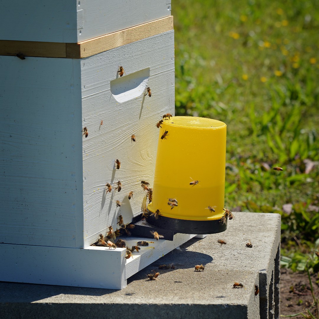 Ever spot a bee in your yard that you can't quite name? Look no further. 🔍🐝 Check out Extension's trusty identification guide on the bees of North Carolina to find out who exactly is perusing your perennials: ncst.at/QqVY50P0ZKl