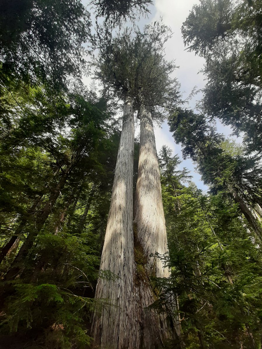 ev_code's tweet photo. This Old growth is going to be cut down by Tseshaht first nations on vancouver island near great central lake. Its a mountian top wet land, Sensitive area. With BIG trees all over....So much for being stewards of the forest. @David_Eby  @GeorgeHeyman
 @BruceRalston https://t.co/6T68er04cn