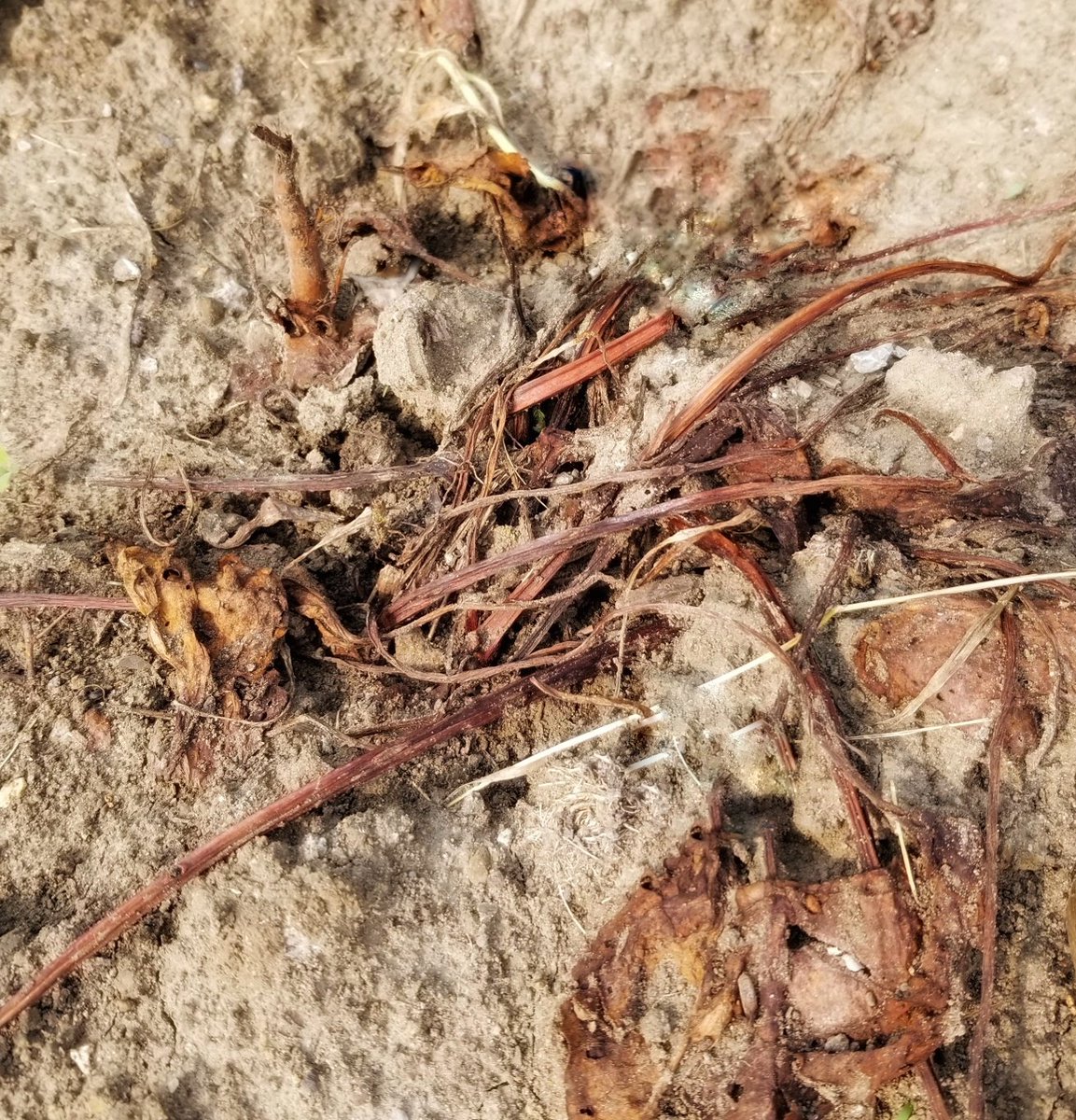 mandahill's tweet photo. Gardening advice is to divide rhubarb in early spring. I didn't get to the job until early summer and I thought I'd killed all the transplanted pieces. 

Now there are some signs of rhubarb life. Maybe I'll get a harvest in 2025... https://t.co/v0nbfYfXho