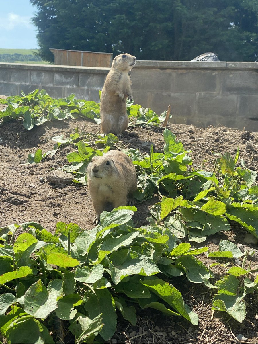 FordbankPS's tweet photo. Our #HealthWeek2023 continued with our whole school trip to #HeadsofAyr which was utterly brilliant. Pupils and staff loved the time there with sun, animals and rides/activities on offer (1) #community #wholeschooltrip ☀️ 🍦 https://t.co/kAzZRCCpSI