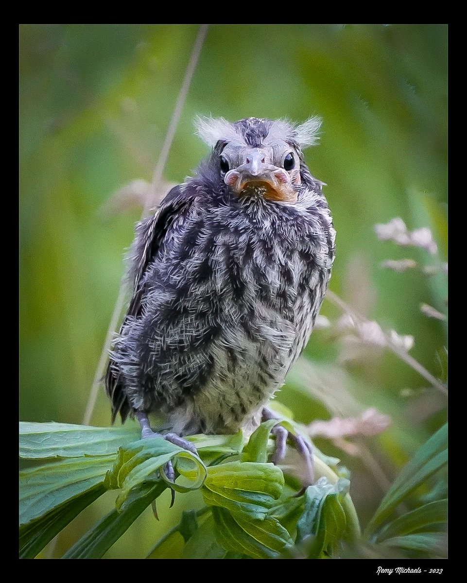 'NORTHERN FRIENDS' instagram.com/p/CuFwvgoRBOA/… #CanadianGeographic #NationalGeographic  #RedWingedBlackbird #Summer #WildlifePhotography #OntarioParks #PicOfTheDay #BirdPhotography #CanadianWildlife #Art #Earth 📸 🇨🇦