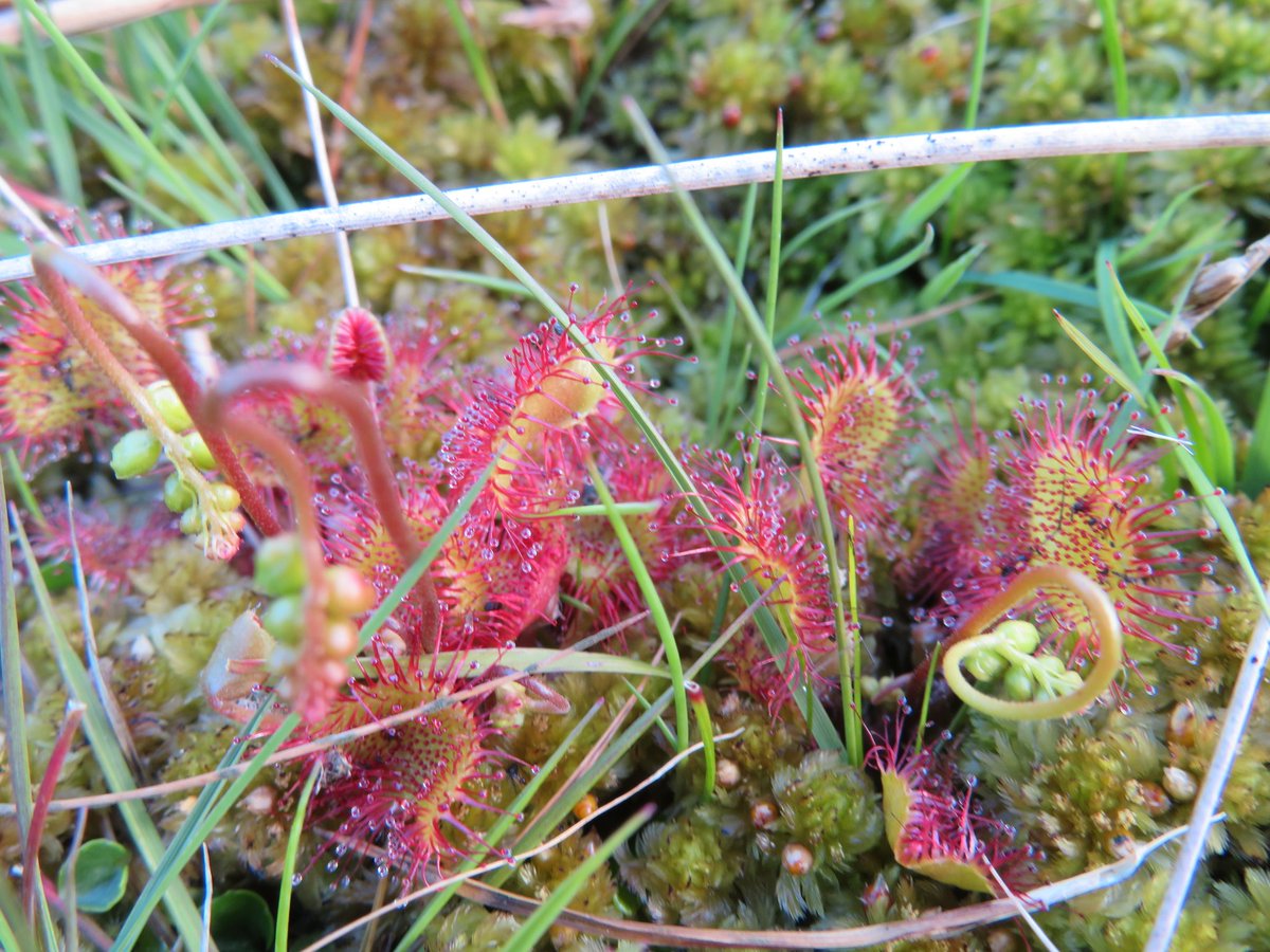 AdrianBrockless's tweet photo. Round-Leafed Sundew in Yell #Shetland. A curious little plant that #drowns and #digests insects by trapping them in glue-tipped tentacles. One of my favourite plants in the natural world. #wildlife #carnivorousplants #insects #amazingnature #wildflowers https://t.co/bqQCGheTlj