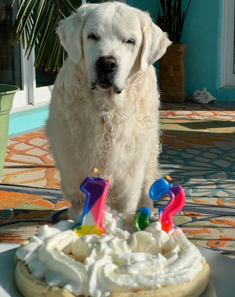 Happy 13th Birthday to Chief Brody, a sweet old man who is extremely suspicious that there is a waffle here and yet he is not eating it. We love you, CBGB!