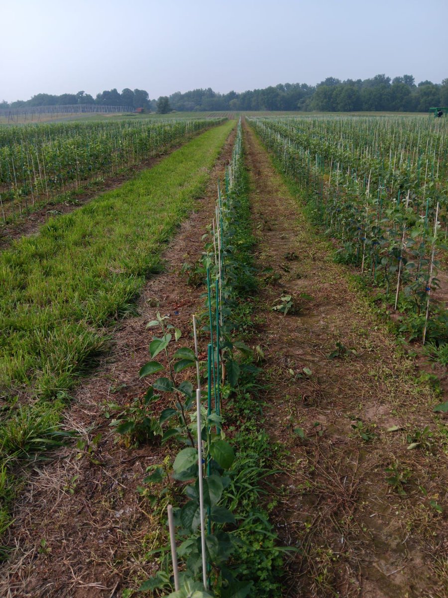 Kavar sent us this photo from where he's laboring in a upstate NY orchard telling us the air quality from the Canadian wildfires is making their job hard. The smoke in the air was significantly worse today. Farm workers don't get the option to stay inside. 1/2 #WeFeedYou