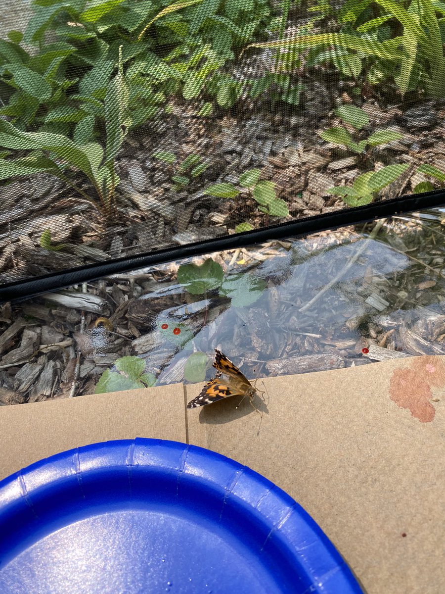 Our Butterflies have arrived.  So exciting to see them and we let them fly free. <a href="/Hofamkinder103/">Hofamkinder</a> <a href="/HOFAM_DPCDSB/">Holy Family DPCDSB</a>