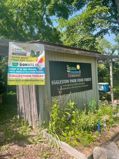 EdibleEvanston's tweet photo. Food pantry produce donations are OPEN until 3:00 pm tomorrow (Friday June 30)! Leave any produce you want to donate in bags/bunches in the cooler by the Food Forest toolshed (south of Payne St. at Hartrey Ave.). Signs and poster for collection day will be up! https://t.co/iP0RytsckU