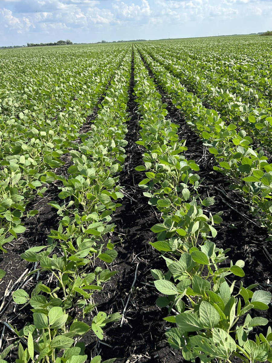 Wendy Major on Twitter "TH82005R2X soybeans looking awesome in Niverville Manitoba …. Give the
