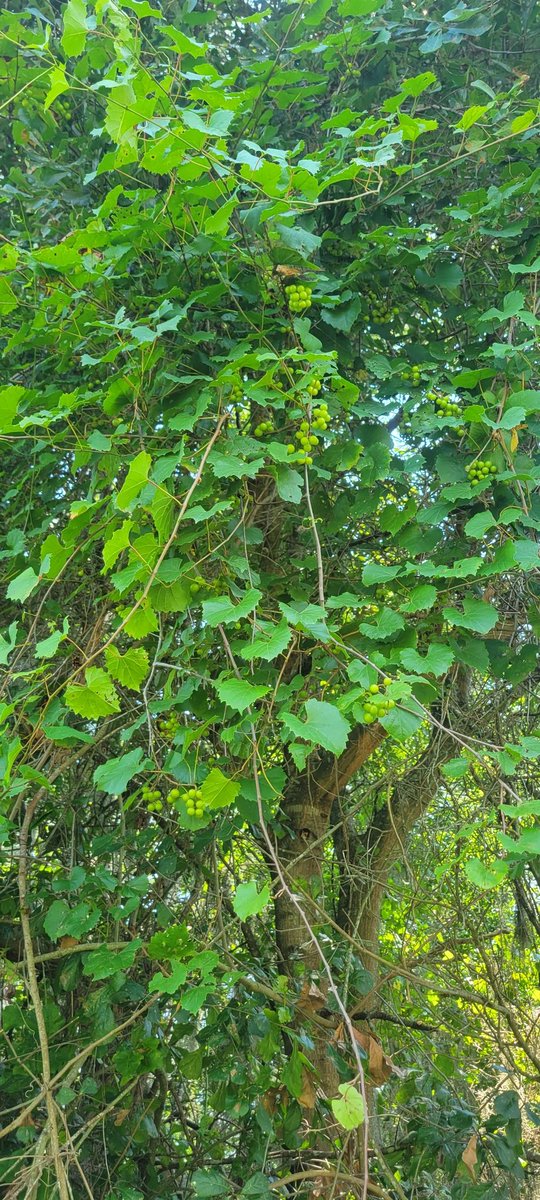 ChaseTheWild's tweet photo. Found some wild muscadines thriving on the farm. Gonna be a nice late summer treat https://t.co/GXtynxGHoW