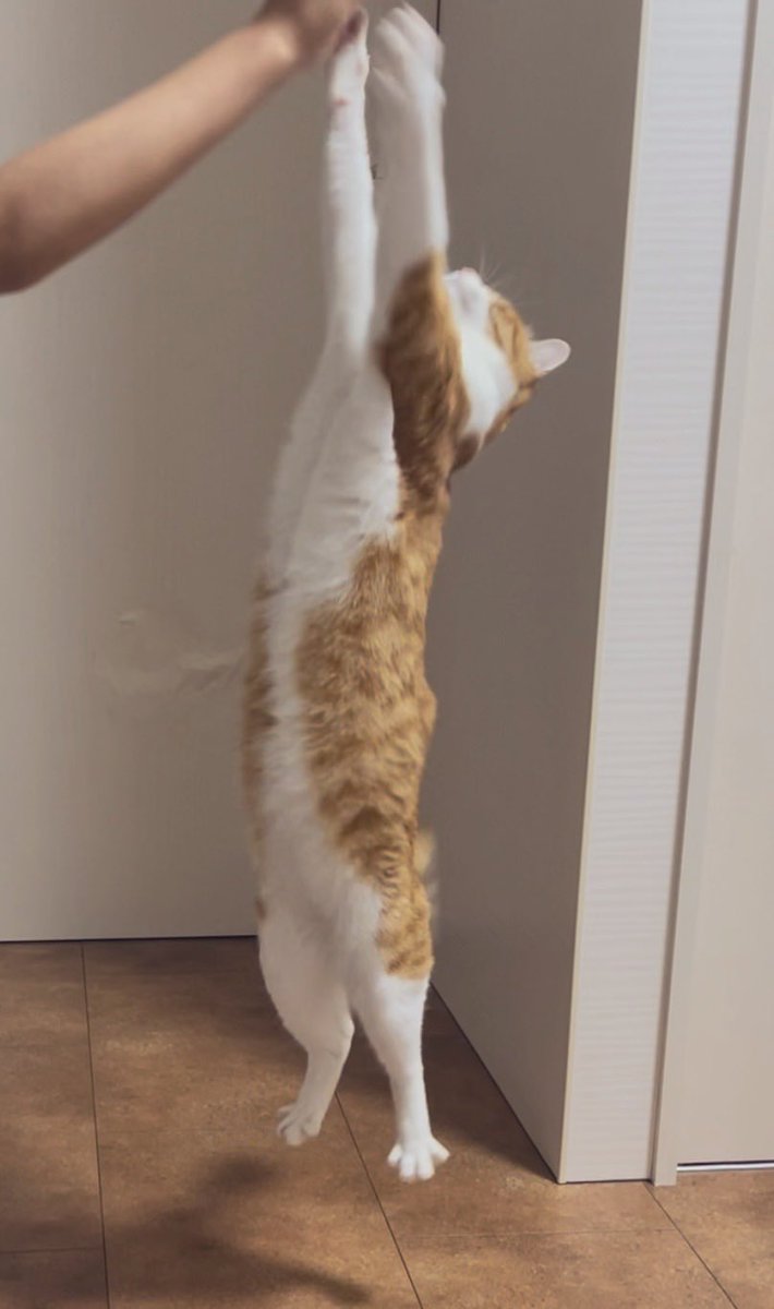 Ku4Kirera's tweet photo. 足がパァ🐾
 #猫のいる生活 https://t.co/oPPUqhWp2h