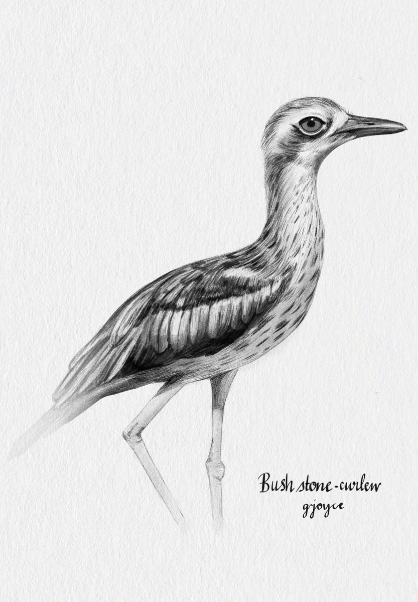 Guess who is drawing birds again (its me)