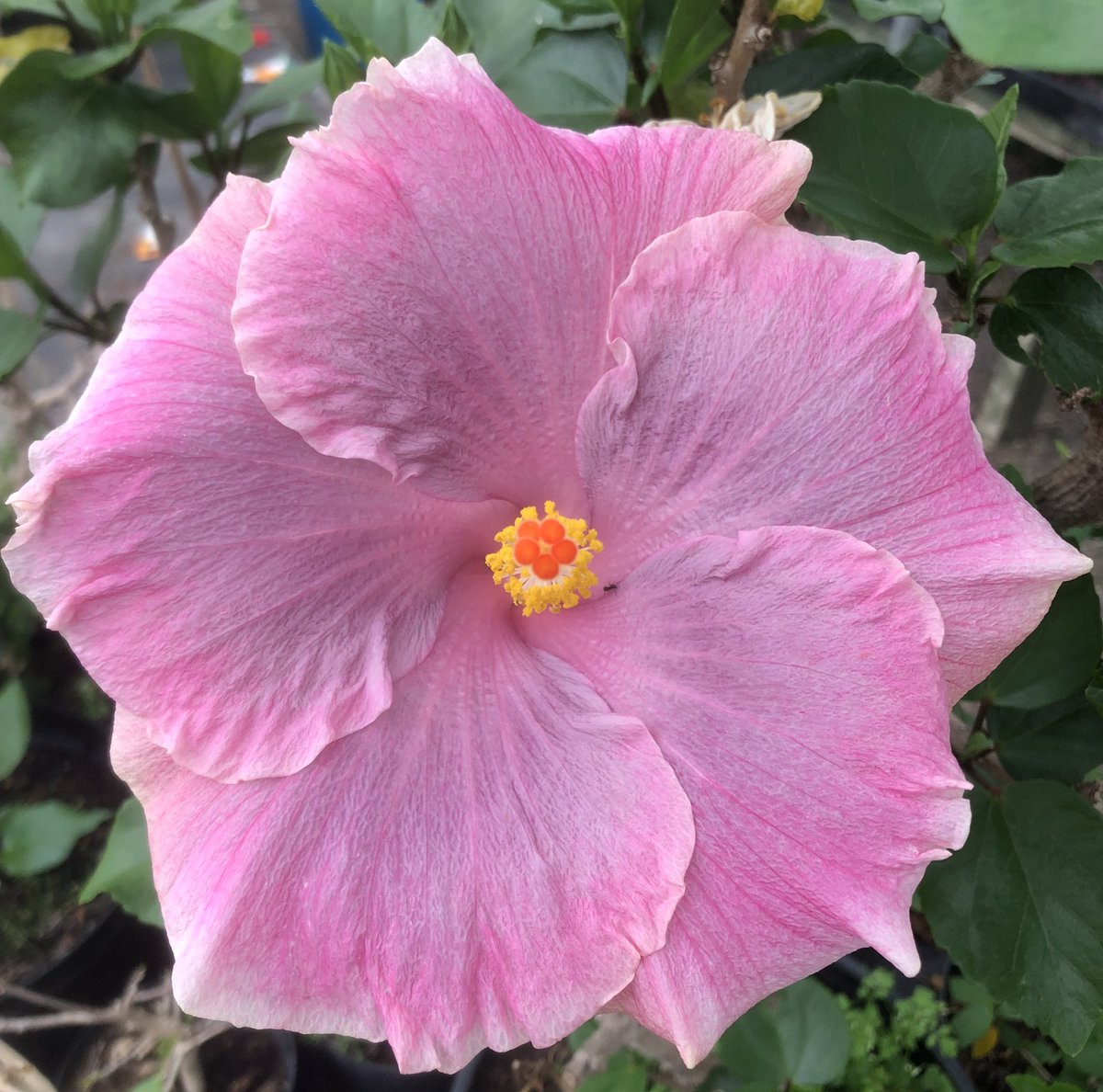 Heather_GKey's tweet image. Whilst not in the best of condition I am so happy that both Hibiscus Karmen Keene &amp;amp; Fifth Dimension survived last winter in a not very warm greenhouse. 😊