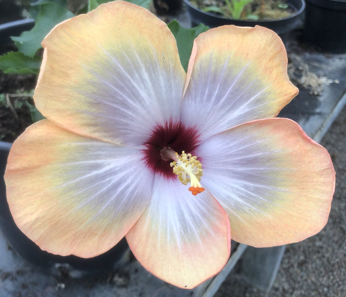 Heather_GKey's tweet image. Whilst not in the best of condition I am so happy that both Hibiscus Karmen Keene &amp;amp; Fifth Dimension survived last winter in a not very warm greenhouse. 😊