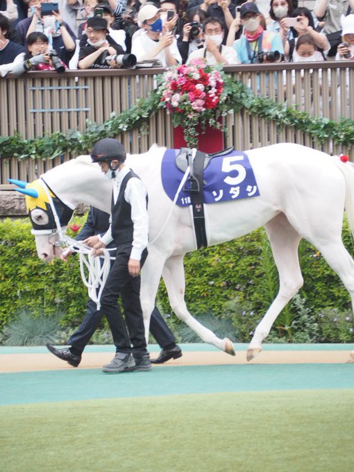 5年保証』 ゴールドシップ 460cc ソダシ 競争馬 DR適応サイズ