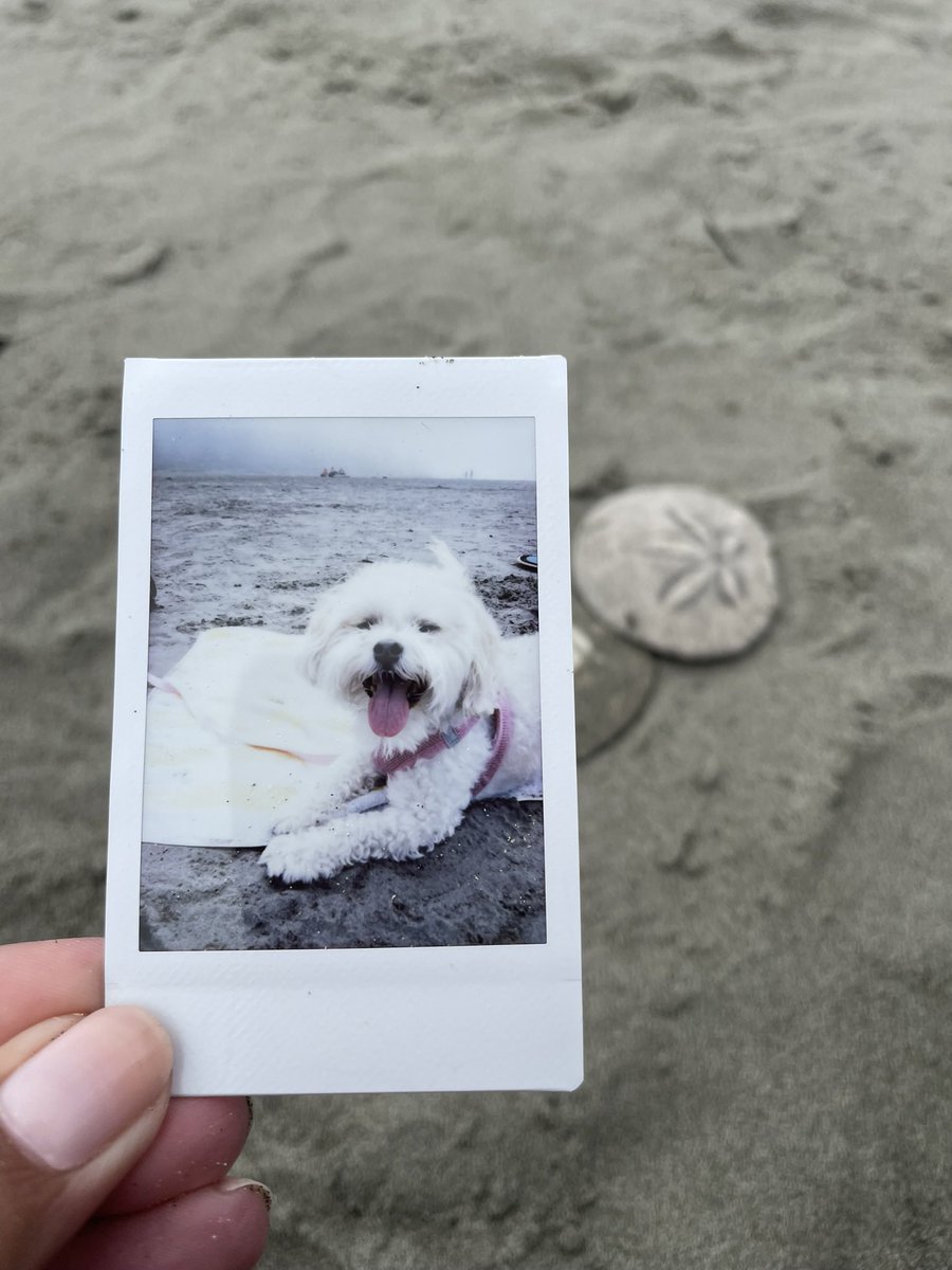 Alison Grande tweet media