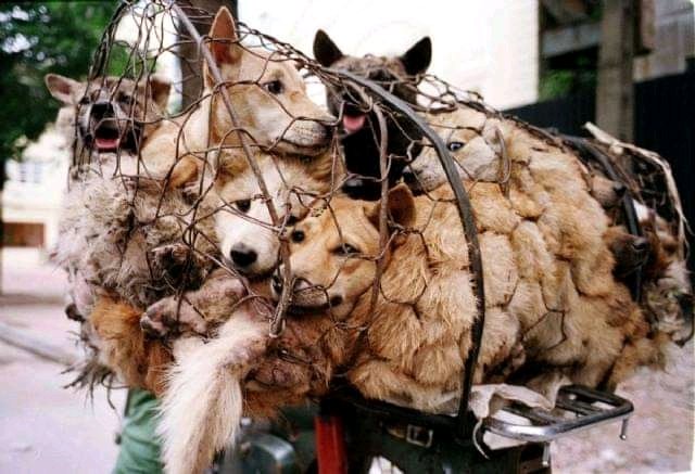 @YulinToday Different story:
'...picking dogs, which can be turned into slaughter meat...' 💔
#StopYulin #YulinDogMeatFestival #BoycottCina #ShitPeople