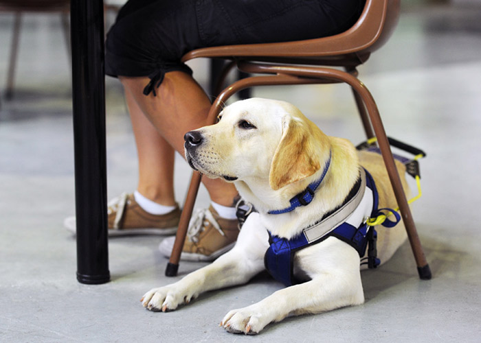 Seeing Eye Dogs tweet media