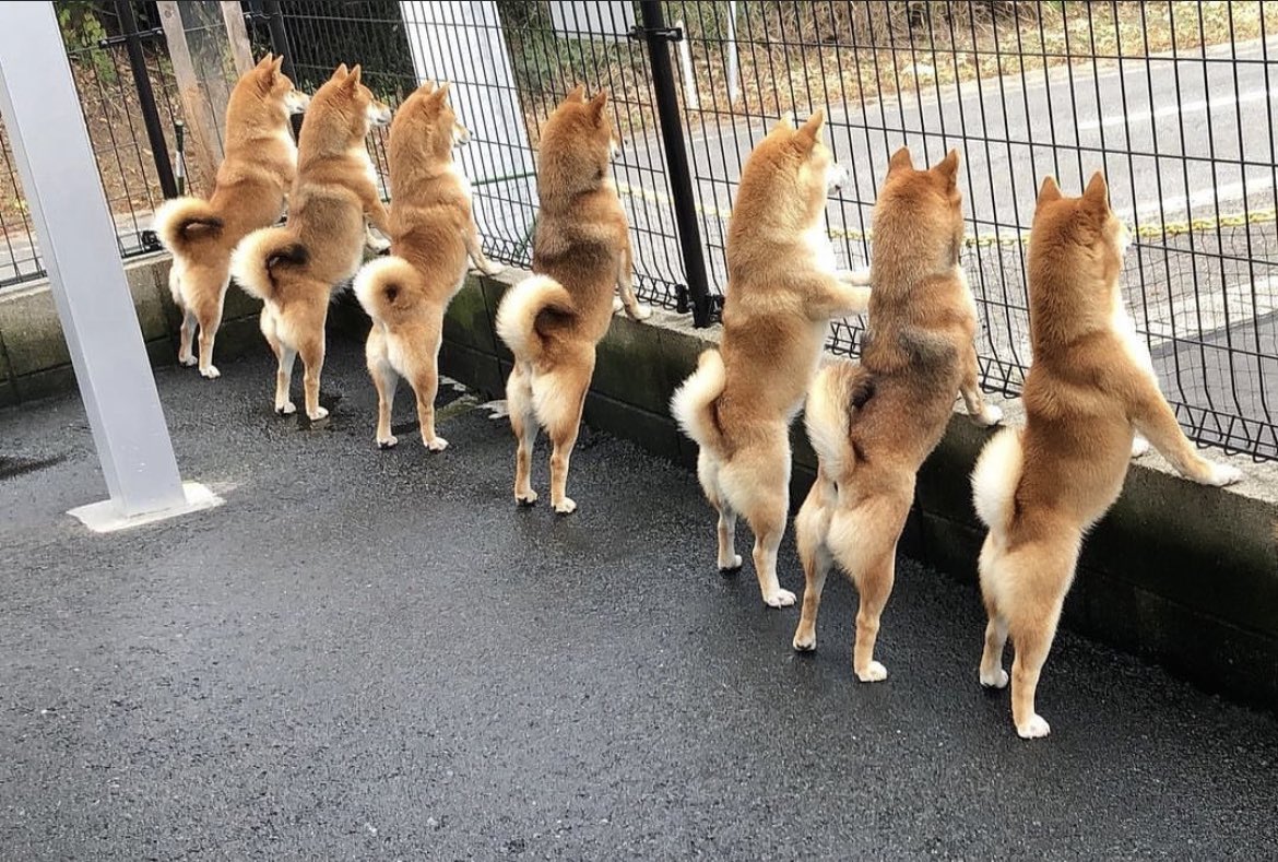 RT @catandradec: Doge Hodlers waiting for the perfect time to buy more Dogecoin https://t.co/I3CswaYIdR