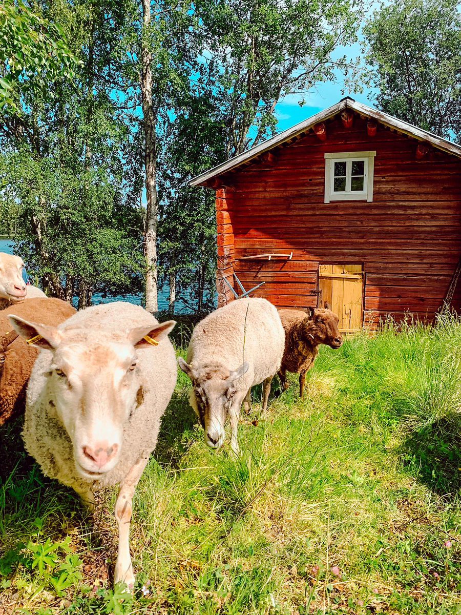 Good morning! Enjoy the Summer #sheep #suomenlammas #kainuunharmas #articcircle #rovaniemi #saariniementila #aitta #granary