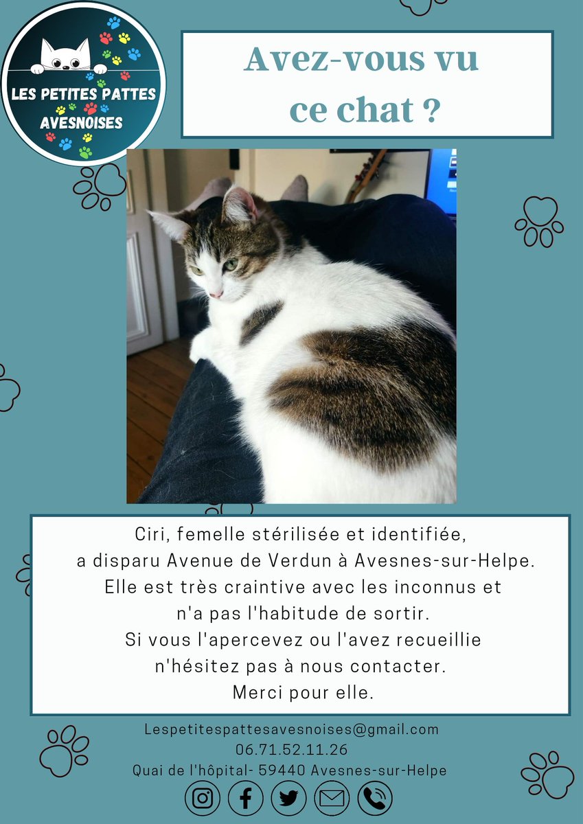 Merci d'ouvrir l'œil pour Ciri.
#lespetitespattesavesnoises #avesnessurhelpe #association #adoption #chat #sos #famille #aulocalaujourdhui 
#avisderecherche #chatperdu #solidarité #coucoutata