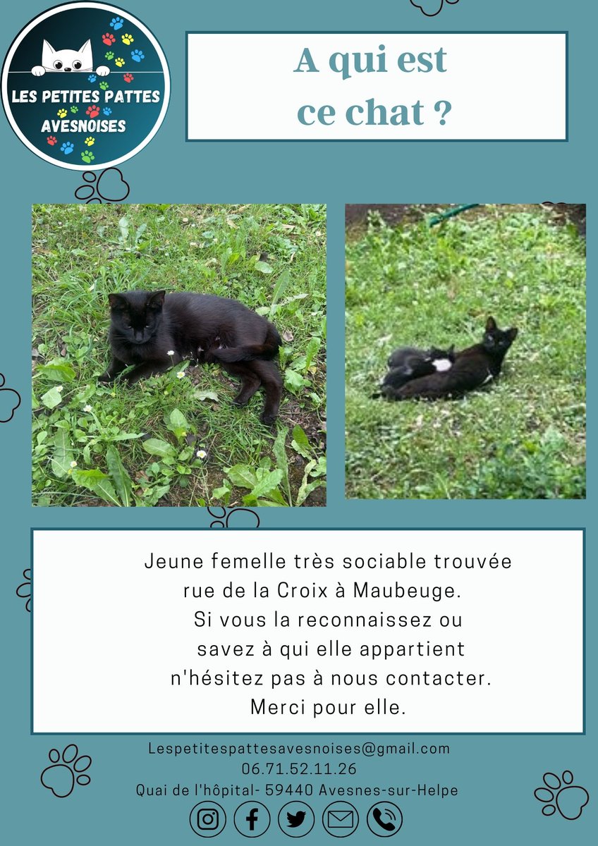 A qui est ce chat ? 
#lespetitespattesavesnoises #avesnessurhelpe #association #adoption #chat #sos #famille #aulocalaujourdhui 
#avisderecherche #chatperdu #solidarité #coucoutata