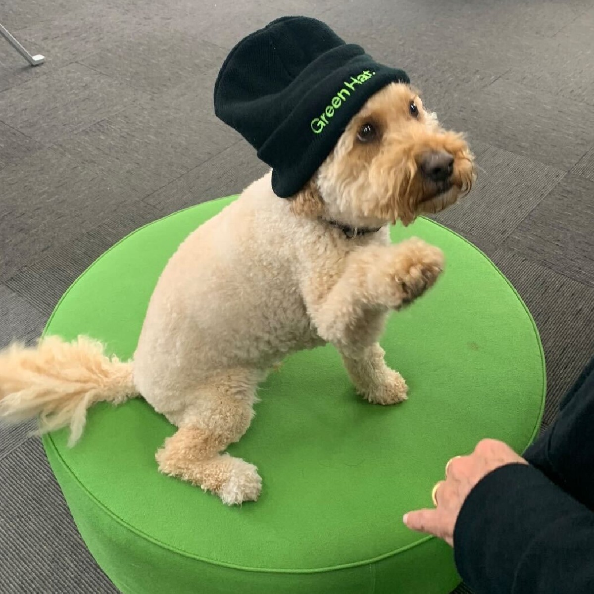 "Excuse me, I know you've got a meeting but I'd like to go for a walk!" 🐶 

Our official Snack Tester Astro is ready to brave the Melbourne winter ❄️ He's even got his cozy Green Hat beanie to keep himself warm.
.
#GreenHat #OfficeDogAlert #OfficeDog