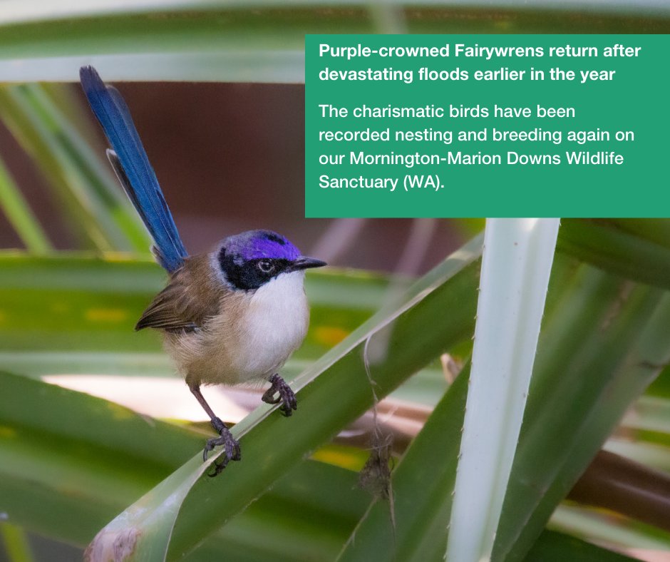 awconservancy's tweet photo. Positive conservation stories to end July!π
We're breaking up your newsfeed with a few of the top AWC field stories we shared over the last month.
Which is your favourite story? Let us know in the commentsπ
π·B Leue/#AWC
#ConservationOptimism #AWCInTheField #PositiveNews https://t.co/Q6iQkmpHXR
