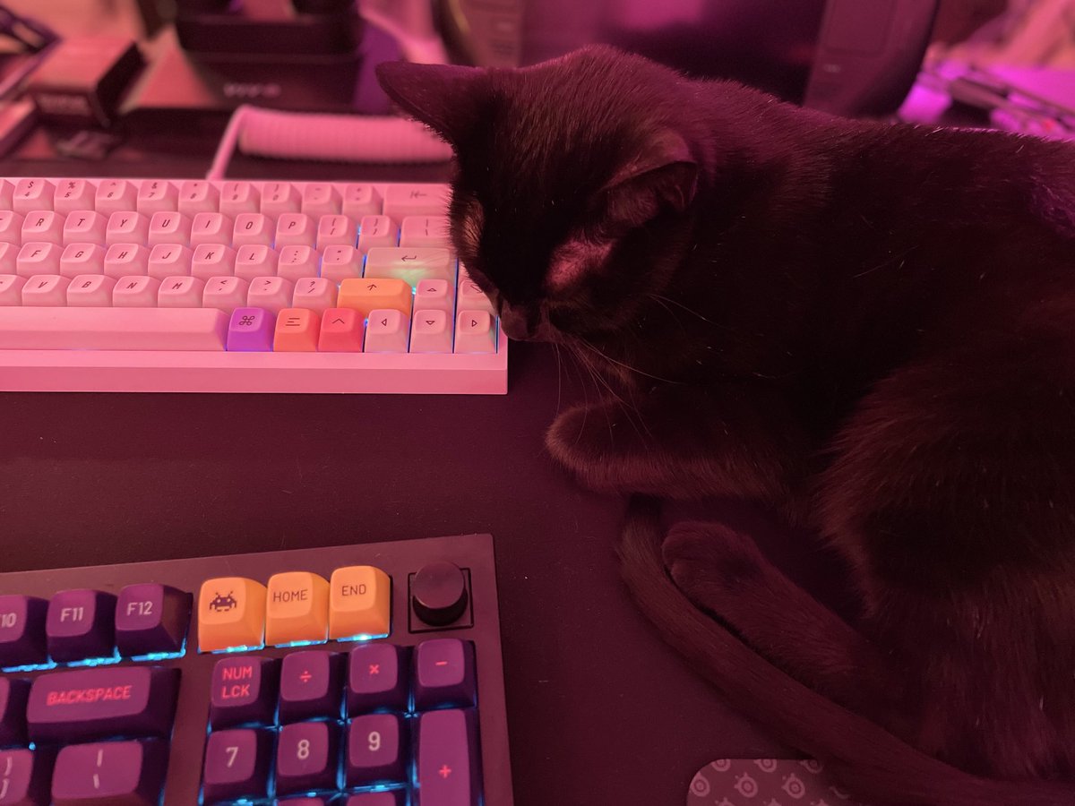 afahy's tweet photo. Talking a nap after a hard day of data entry https://t.co/GAuNJrBL4d