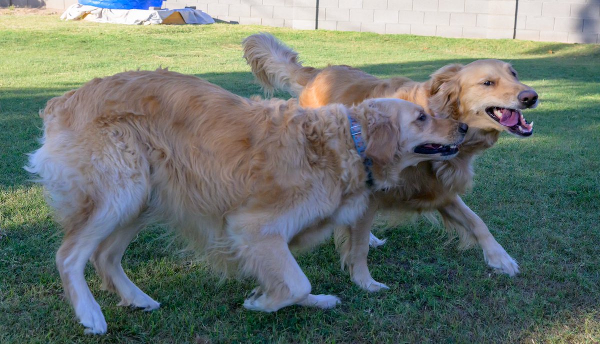 I had a fun time celebrating my 4th birthday with my BFF Luna. These are some of Pa’s pictures from the party. 

💜 Ellie

#goldenretriever #golden #rescuedog #therapydog <a href="/dog_rates/">WeRateDogs</a> #dogsoftwitter #dogsontwitter #dogbirthday #dogbirthdayparty #BFFS