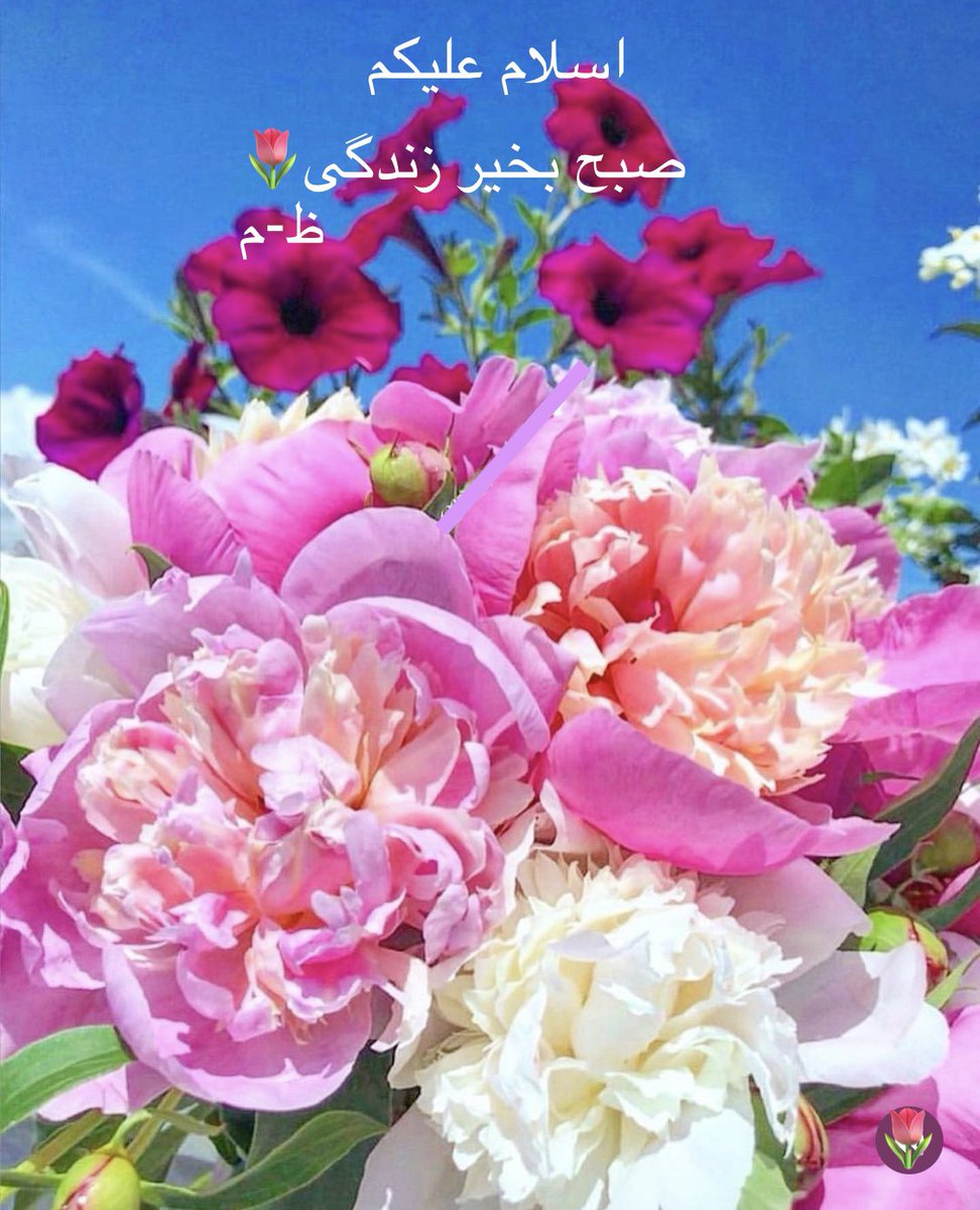 اسلام علیکم
صبح بخیر زندگی💕😊🌷