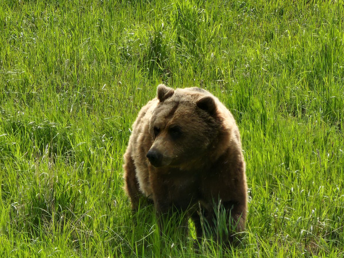 ErinDeeNews's tweet photo. Scenes from our recent Alaska adventure with @TravelWithHV . Glorious scenery, wildlife and history. #Alaska #BUCKETLIST @TravelAlaska https://t.co/i0qyQTfoqF