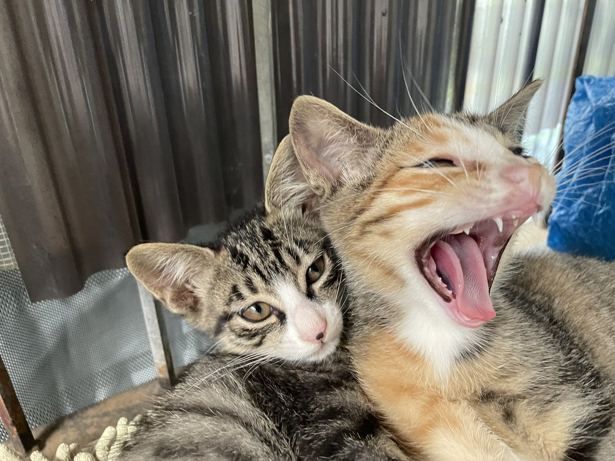 jptss100100's tweet photo. ♯静岡市　♯猫　♯保護猫　♯里親
里親さまの募集、引き続きしております。←オス　　メス→ https://t.co/fuabjtQhuz
