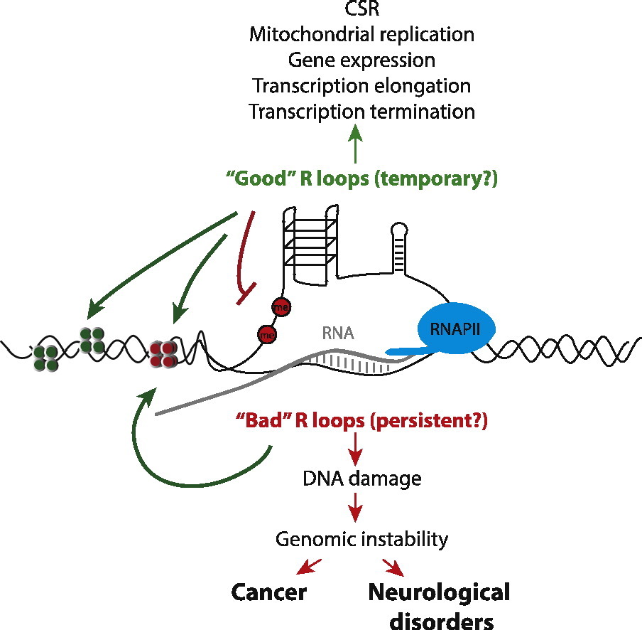 An R-loop reorganizes a small section of a chromosome: DNA strands are separated and one of them is bound to its complementary RNA sequence.  They appear frequently during elongation, and for many genes, they are essential for their proper expression.  However, exposed single DNA