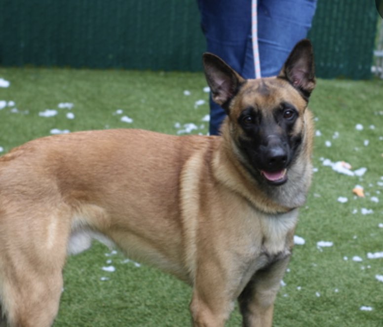 TomJumboGrumbo's tweet photo. “No time” for Cash 174701, so after arriving June 24, he’s now TBK in NYCACC Saturday. A healthy 15mo puppy who’s smart enough to understand his life is in danger. Known to be friendly, outgoing and respectful with strangers and children, he’s a good boy who deserves so much more. He’s looking for a VA to ME family and to be your only pet with children over age 13. Please pledge RT, save Cash!

https://t.co/NaYqXEJYy7