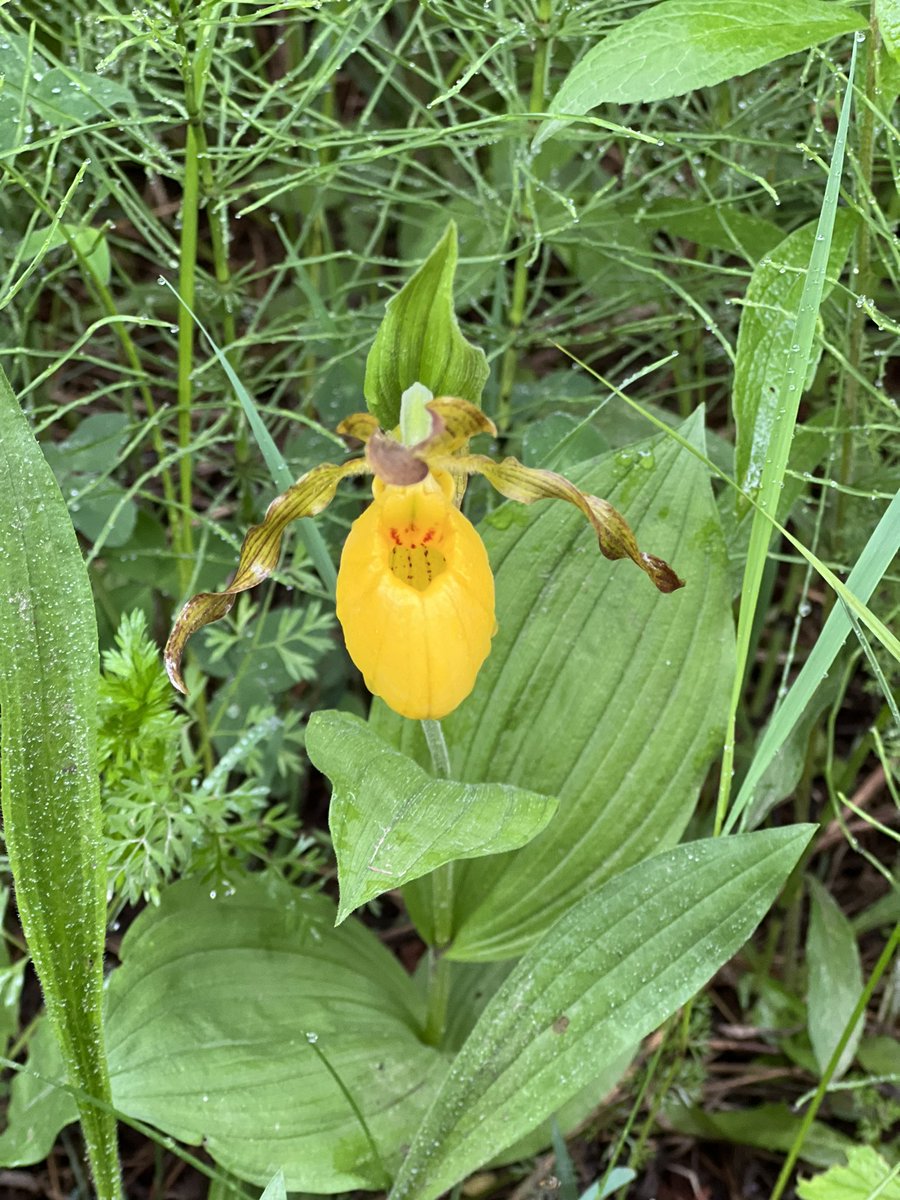 Yellow lady slippers can symbolize friendship and new beginnings, this was a perfect sight on the trail with friends while exploring new and old trails along the Jordan River. @JRLili2930 #michigan #friendship #love #backpacking #northcountrytrail #ladyslipper