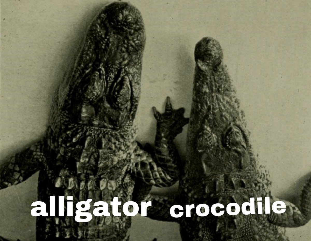 why arent alligators the ones with sharp jawlines are you kidding me crocodile is a round word alligator is a sharp one so tell me WHY crocodiles are the ones with a triangle jaw fuck this shit they gotta change this what the actual fuck