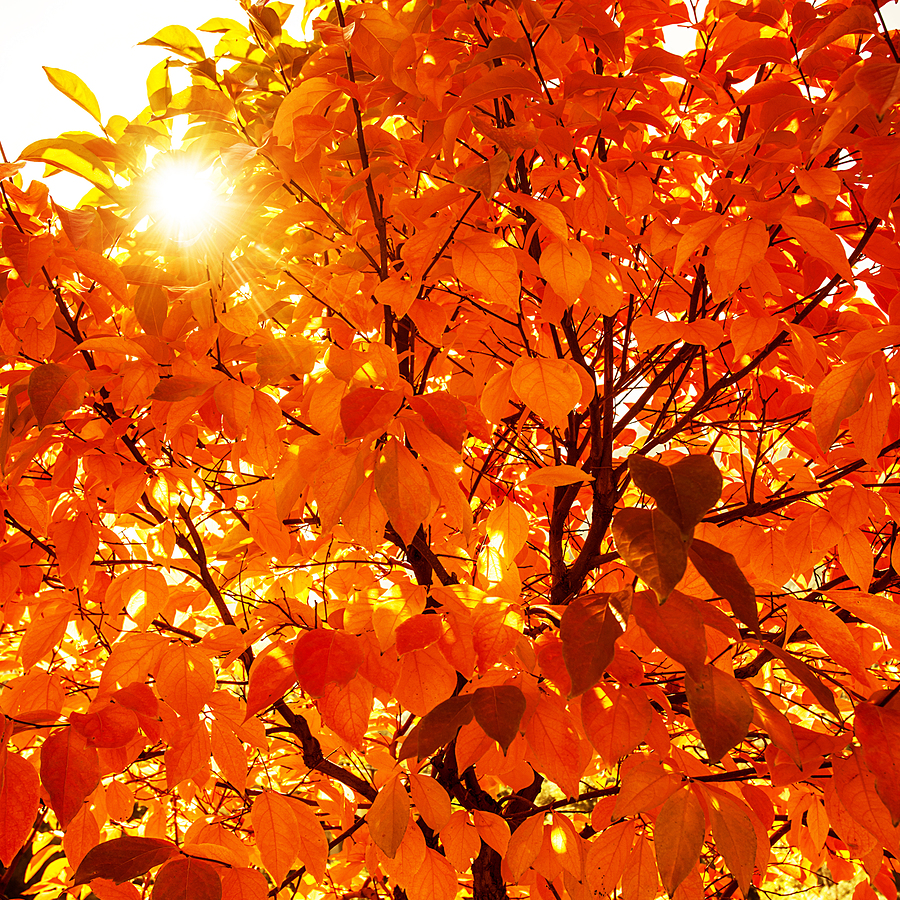 mollylarkin7's tweet photo. Life lessons from autumn leaves https://t.co/e7ImlP24nI https://t.co/RlWIy1aMQ0