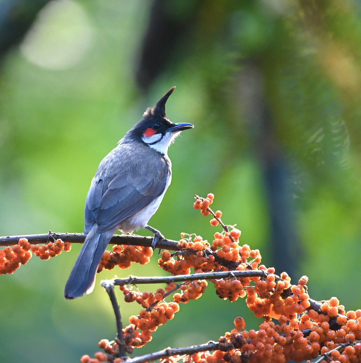 #1192 Red-whiskered Bulbul!! 

#VIBGYORinNature

As common as it gets. As lovely as it gets! 

#dailypic #IndiAves #TwitterNatureCommunity #birdwatching #BirdsSeenIn2023 #ThePhotoHour #BBCWildlifePOTD #natgeoindia