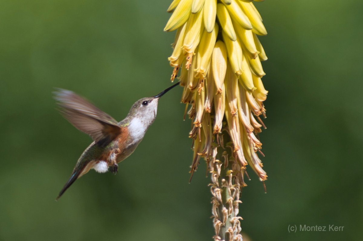 #culthummingbird #hummingbird #birdphotography #birdwahing #thebahamas #bahamawoodstar #nature #humanartist #buyintoart #AYearForArt #wildlife #photography #theBahamas #Caribbean   
   See it here ->bit.ly/3QzT0ac