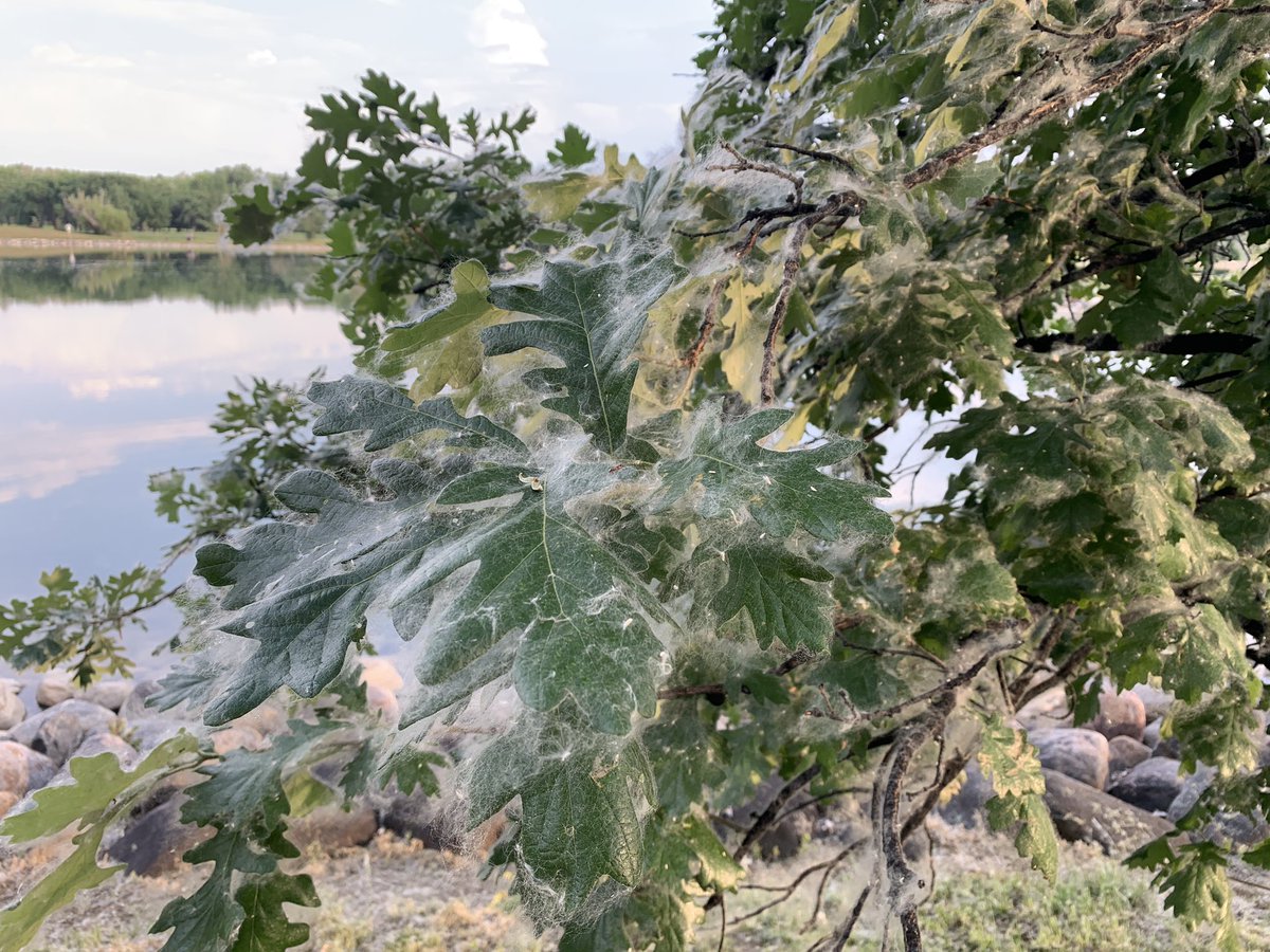 Lethbridge has about 1/2 inch accumulation…. of cottonwood fuzz.