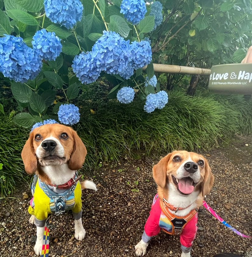 紫陽花みてきたよ❗