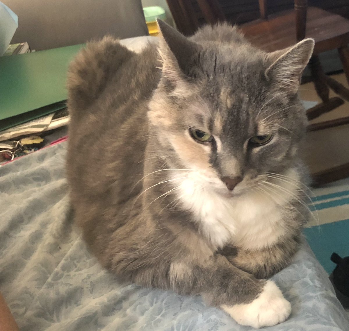 It’s been over 2 days since 18 year old Breena crossed over the rainbow 🌈bridge &amp; she is missed.  She was the last of 7 cats who sheltered here over the past 28 years. While I’m still caring for 5 outdoor feral/strays, it’s odd to be alone without indoor critters here. 🐾♥️