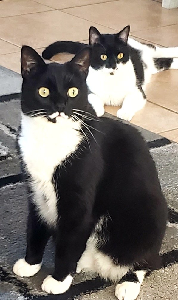 Half of our kitty krew 🤗🥰❤️
#figaro #shadow #kitten #spike #catslife #tuxie #tuxiegang #tuxiesrule #tuxedocats #gingerkitty #bondedbrothers #CatsLover #BondedPair
#tuxedocat #caturdaycuties #AdoptDontShop #lovemycats #whiskerswednesday