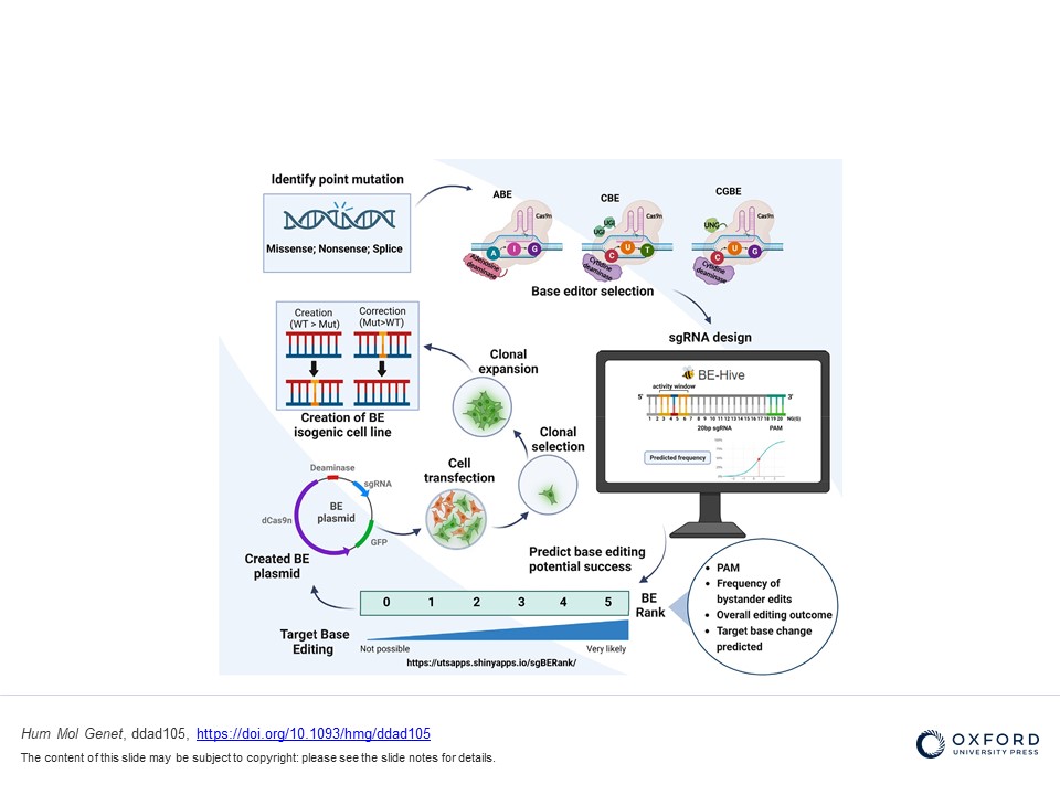 'CRISPR single base-editing: in silico predictions to variant clonal cell lines' out in @hmg_journal Our 'how-to' achieve #CRISPR single base-editing; new app & plasmids to share. Modelled with TP53. Led by @Kristiedickso10 & collaboration with @faiz_alen DOI: 10.1093/hmg/ddad105