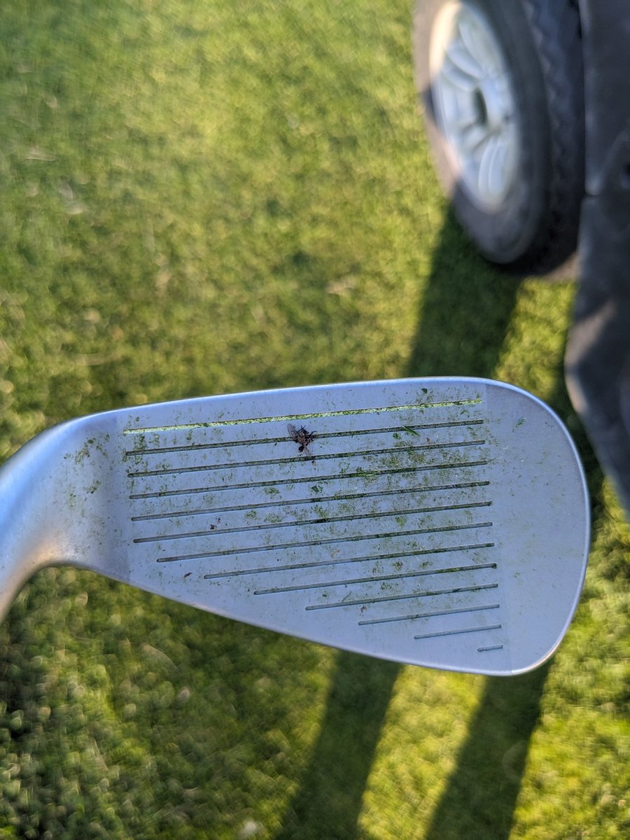Kusku72's tweet image. This poor bug landed on my ball just as I was about to swing. #Golf #Montana #deadbug