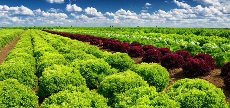 RodneyStev72772's tweet photo. Farmers around the world definitely need capital to keep producing and expanding your farming activities. We Top FX has created a scheme that will help the famers get adequate amount of money to protect their farming activities. Contact this page for more details#invest#farming https://t.co/Tku3UpyILb
