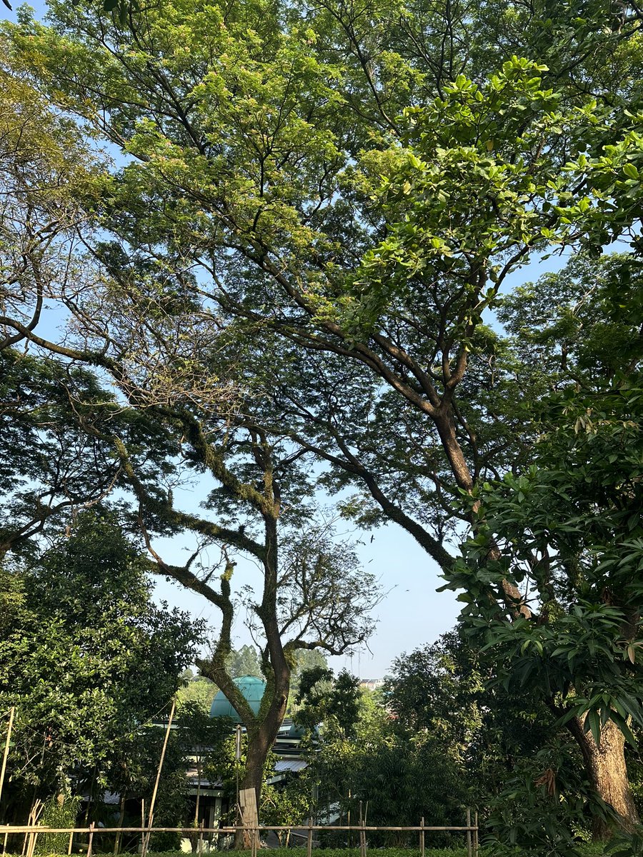Pemandangan seperti ini yang selalu membuat semangat lari pagi tiap hari.
Padahal dipinggir Jakarta banget, tapi masih dapat lingkungan yg sehijau ini❤️❤️❤️