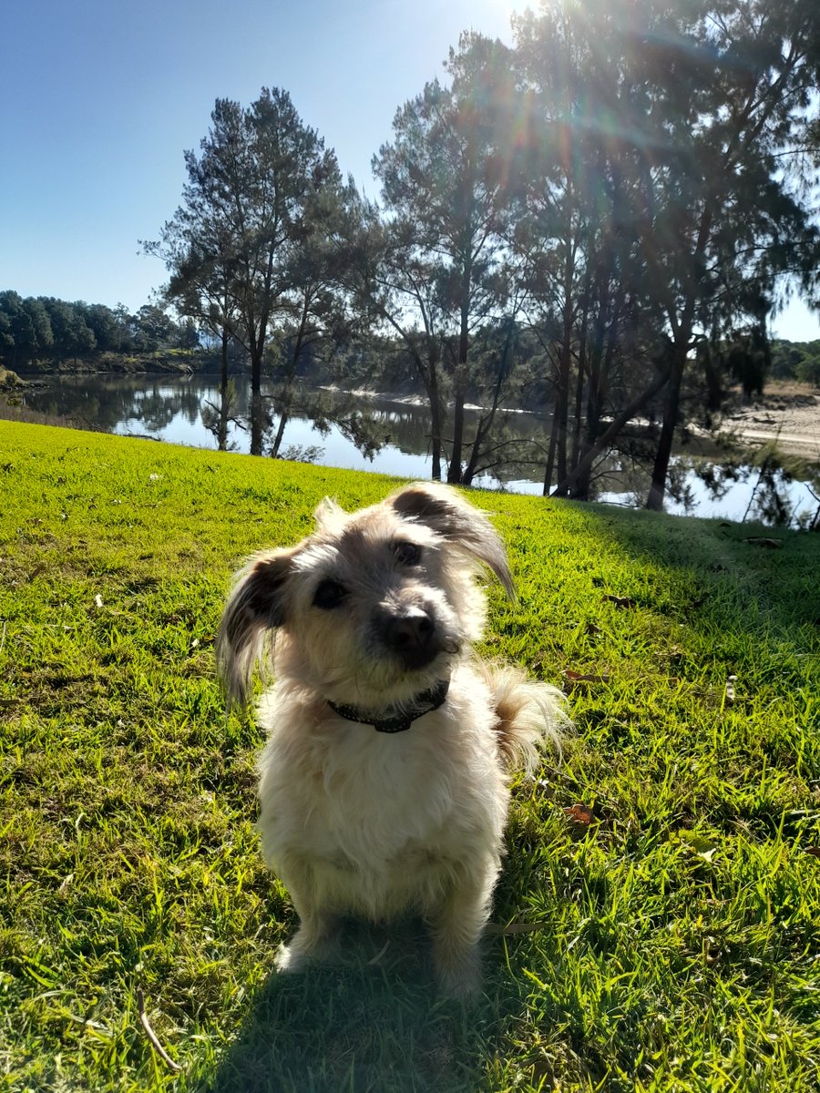 3DogsAust's tweet image. I got to explore The Great River Walk on the Hawkesbury River today at Windsor. I was allowed to pee on as many trees as possible along the way.  How good is life! #rescuedog #exploring #river #dogsrule