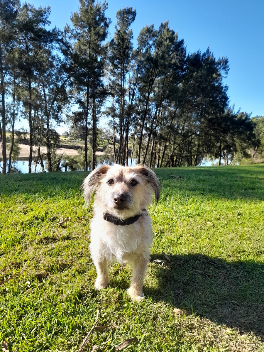 3DogsAust's tweet image. I got to explore The Great River Walk on the Hawkesbury River today at Windsor. I was allowed to pee on as many trees as possible along the way.  How good is life! #rescuedog #exploring #river #dogsrule