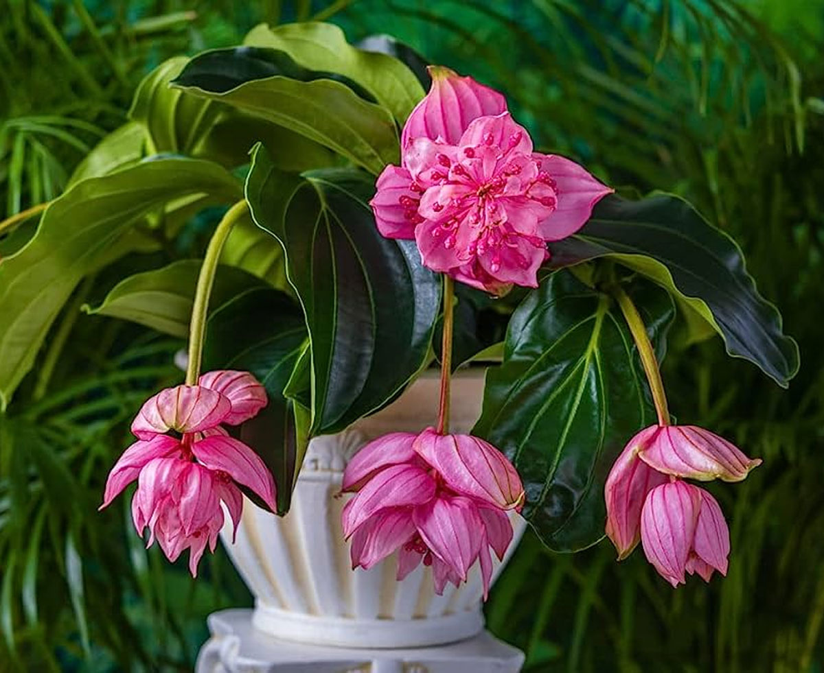 A flowering plant native to the Philippines, Medinilla magnifica is a species of the family Melastomataceae whose name means showy medinilla or rose grape. ....read...naturebring.com/how-to-care-me… #naturebring #howtocare #medinillamagnifica #growing #rosegrape